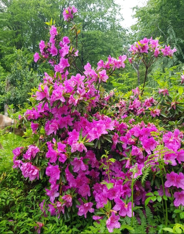 АЗАЛИЯ - Tata Wolf