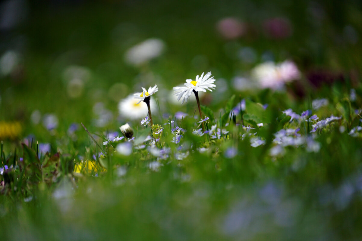 *** - Иван Литвинов *** - Иван Литвинов