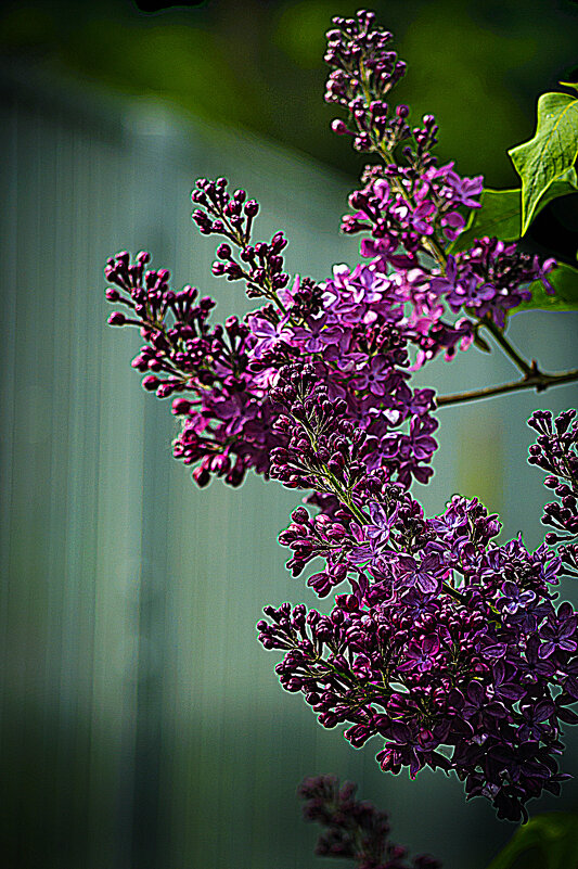 Сирень цветёт - Владимир Кроливец