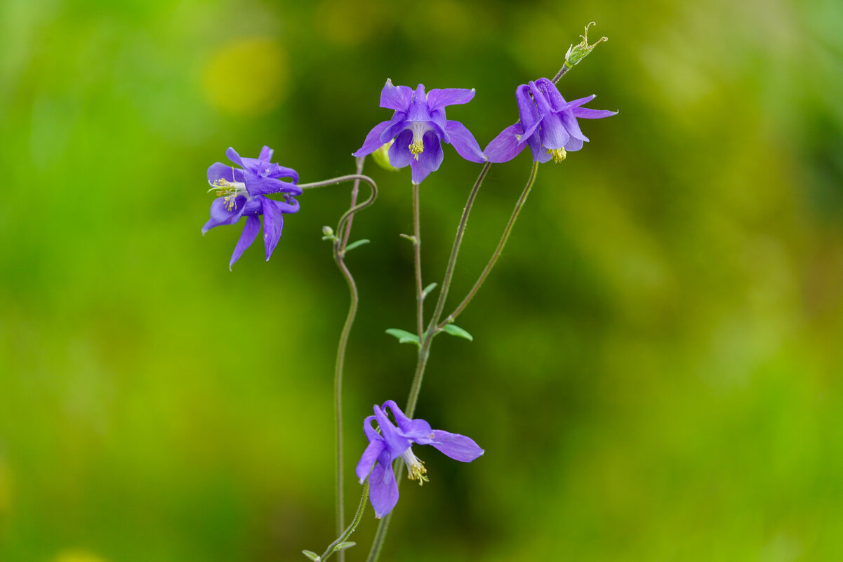 *** - Иван Литвинов *** - Иван Литвинов