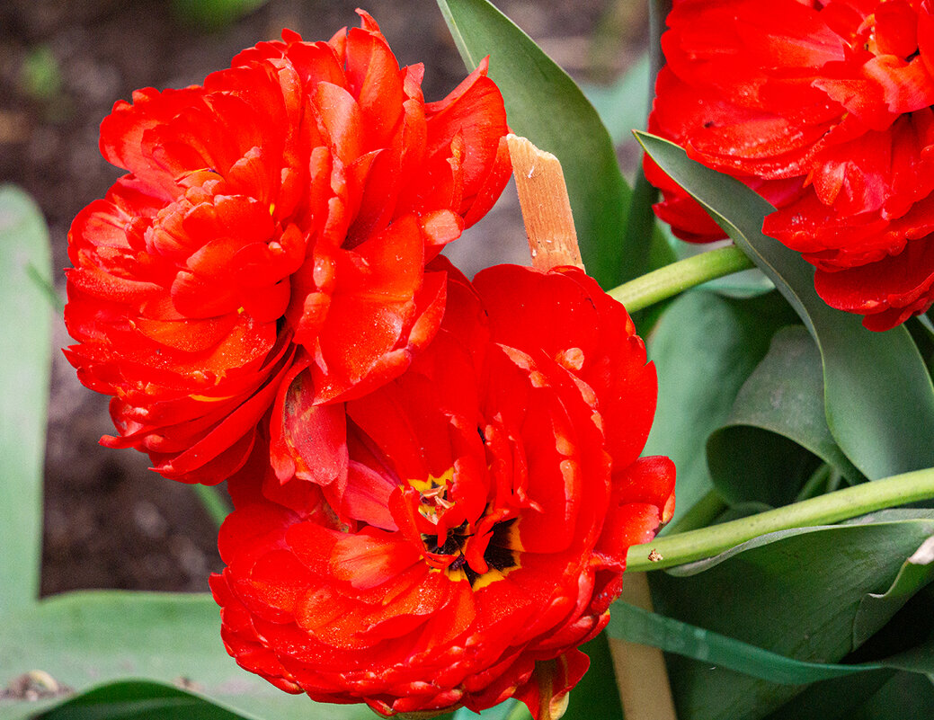 Городские цветы - Ирина Соловьёва Городские цветы - Ирина Соловьёва
