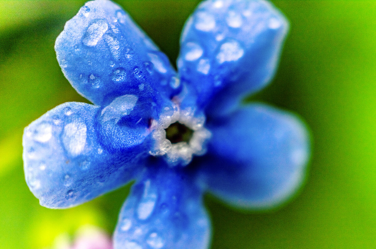 Незабудка - Андрей Щетинин