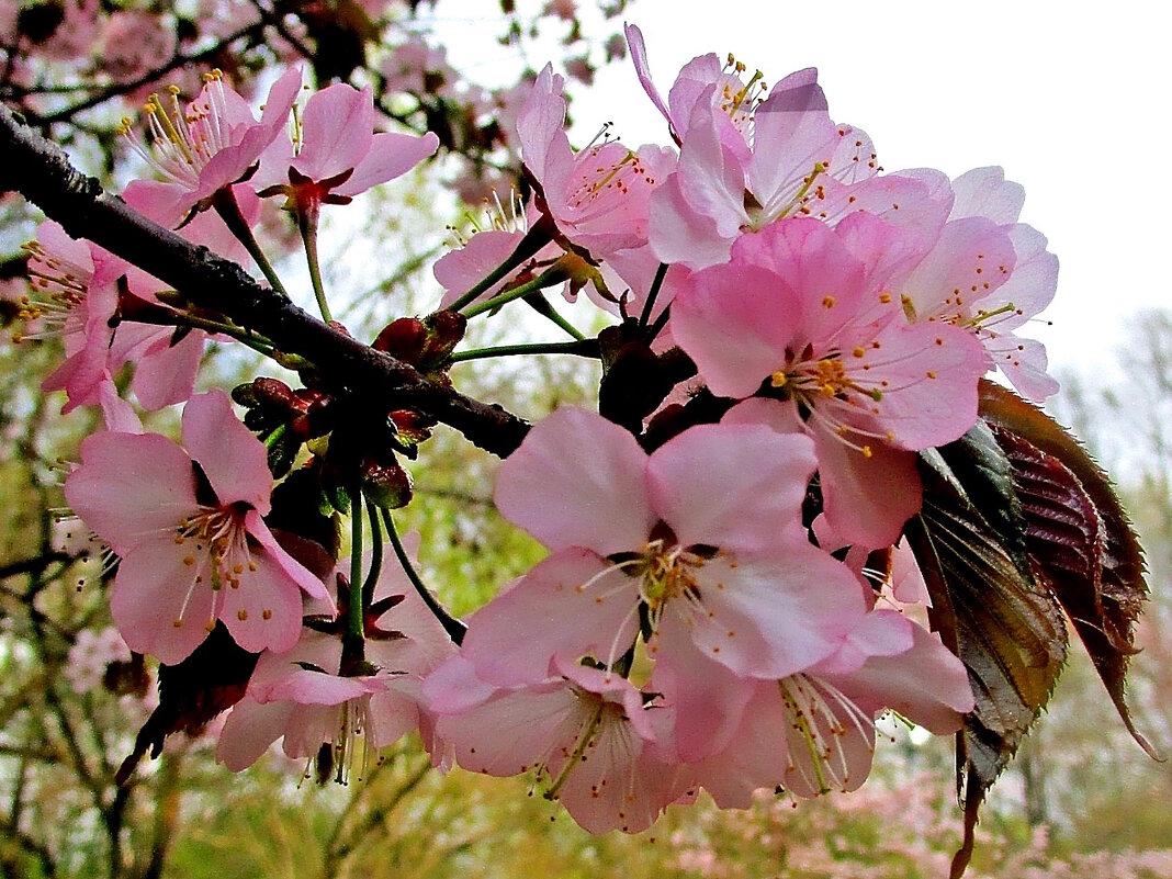 Ветка сакуры. - Ольга Довженко Ветка сакуры. - Ольга Довженко