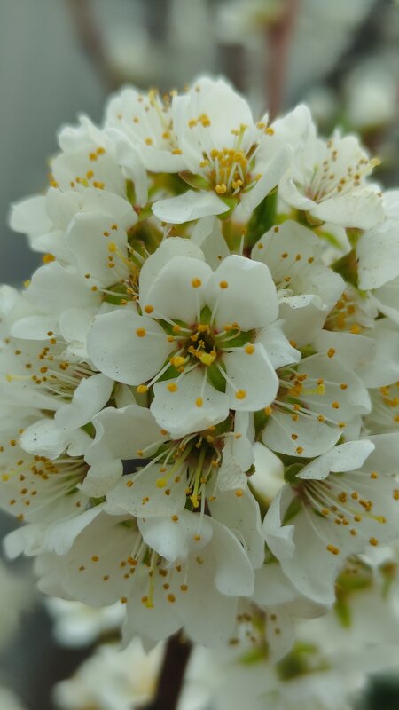 Слива - Aleksandra Chochaeva