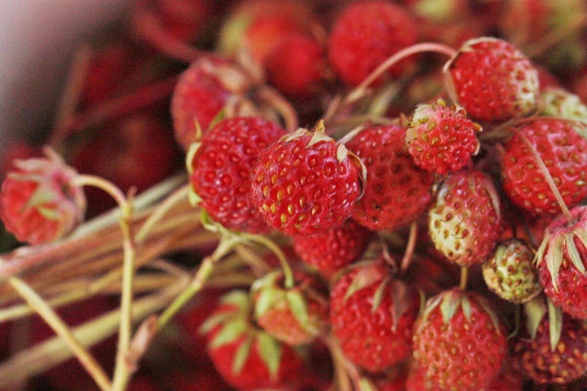 Земляника полевая - ZNatasha -