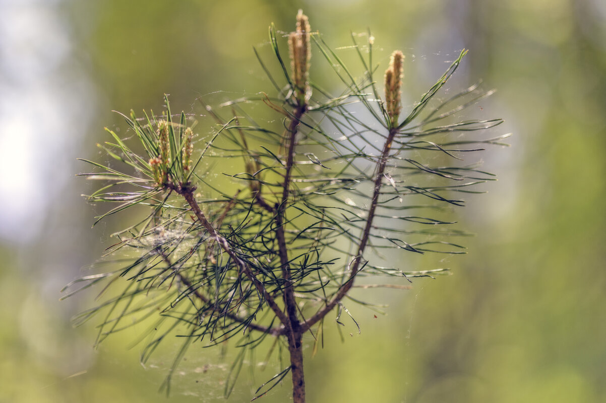 Хвойка - sorovey Sol Хвойка - sorovey Sol