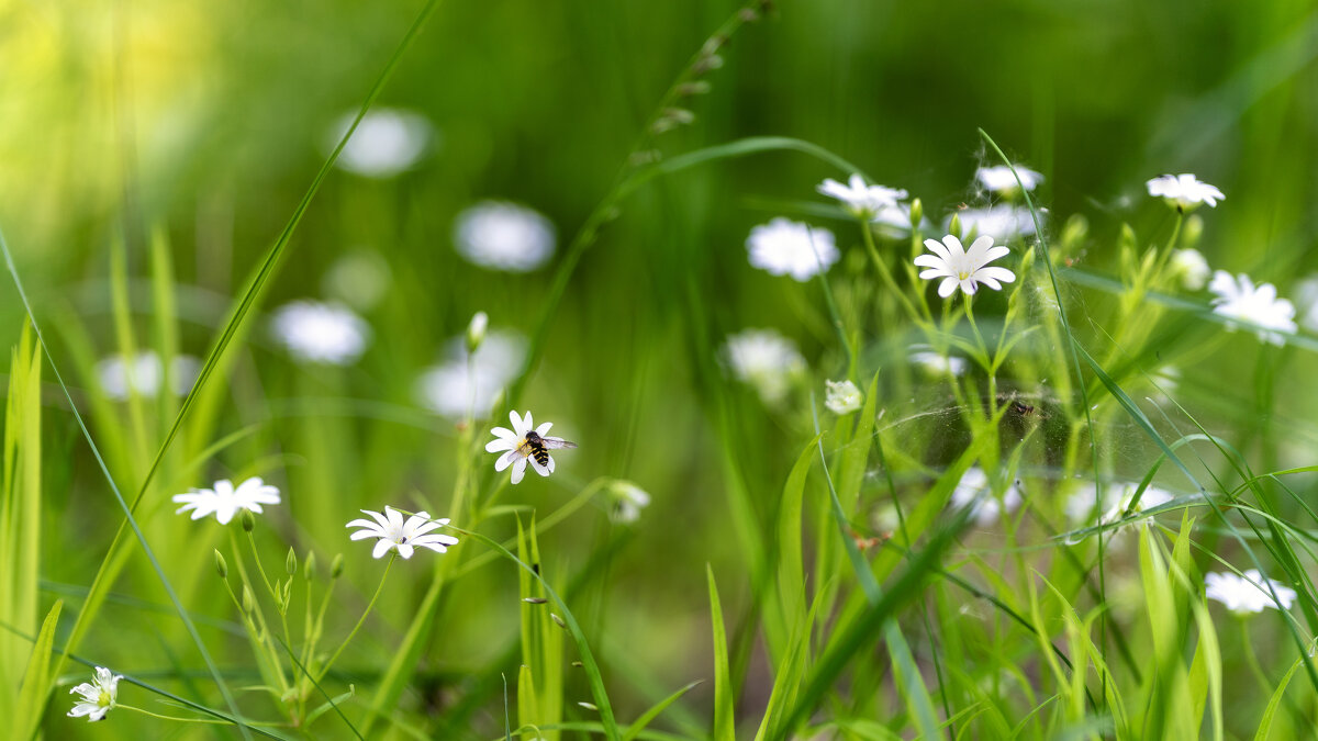 Маленькие - sorovey Sol Маленькие - sorovey Sol