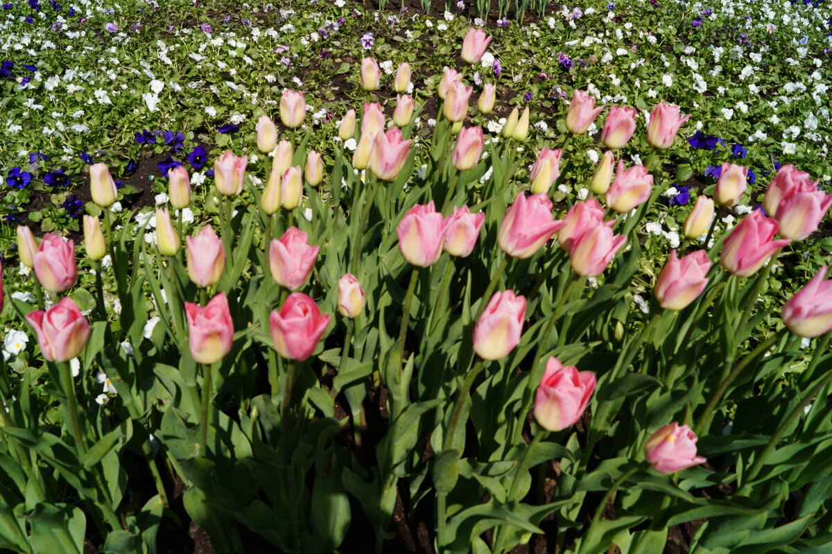 Май - время цветения тюльпанов - Anna-Sabina Anna-Sabina Май - время цветения тюльпанов - Anna-Sabina Anna-Sabina