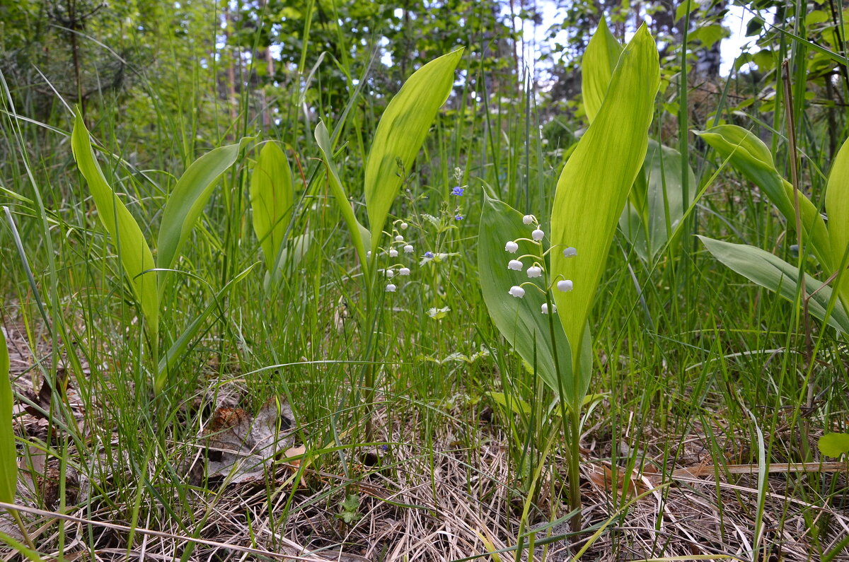 Ландыши,ландыши,светлого мая привет! - Рудаков Сергей Ландыши,ландыши,светлого мая привет! - Рудаков Сергей