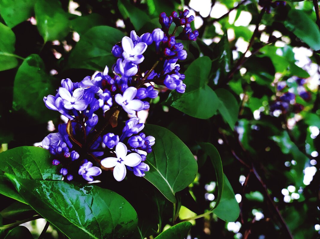 Сирень - Любовь Иванова