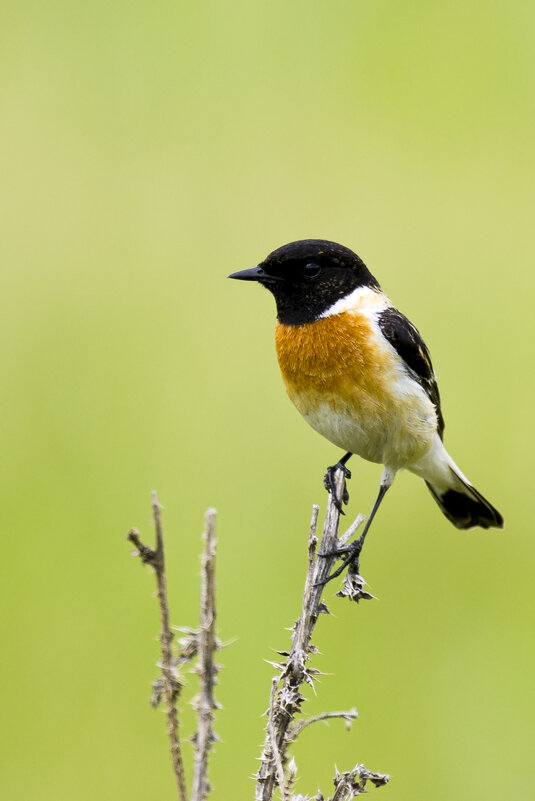 Черноголовый чекан - Валерий Черняк Черноголовый чекан - Валерий Черняк