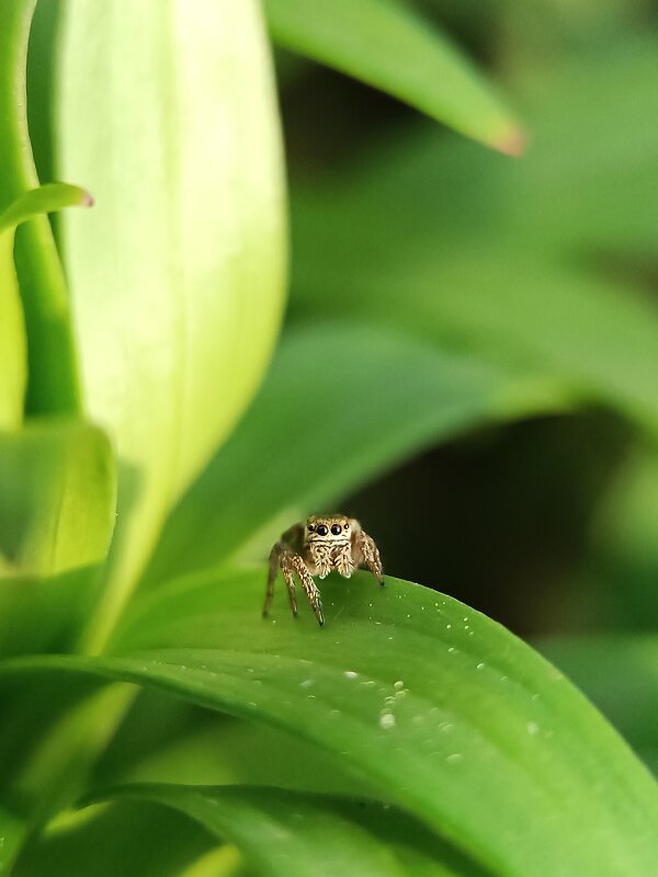 Паук-скакунчик - Кристина Панченко