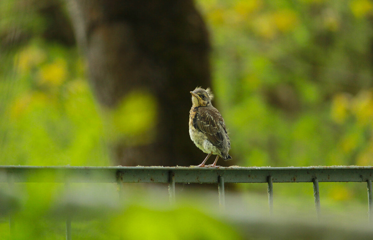 ... - Елена Сиднина