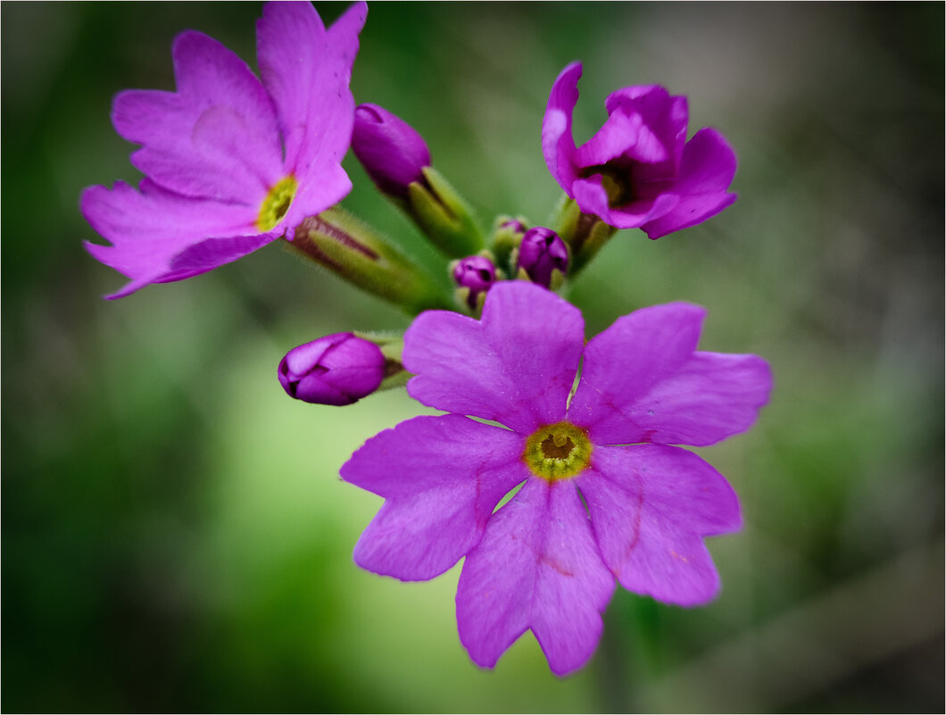 Примула мучнистая...полевые цветы.. - Алексей Мезенцев