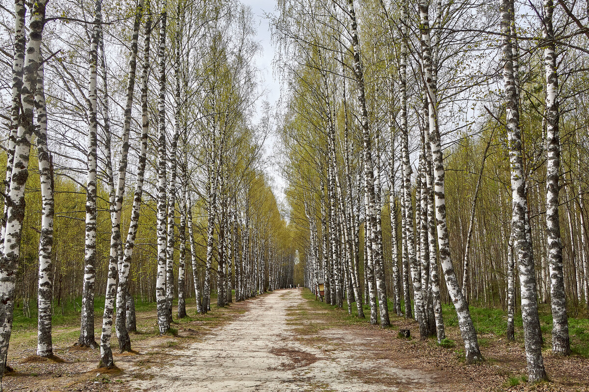 Берёзовая аллея к озеру Светлояр - Алексей Р.