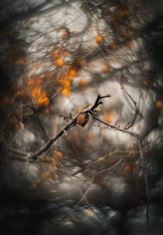 Кокон. - Анатолий Щербак