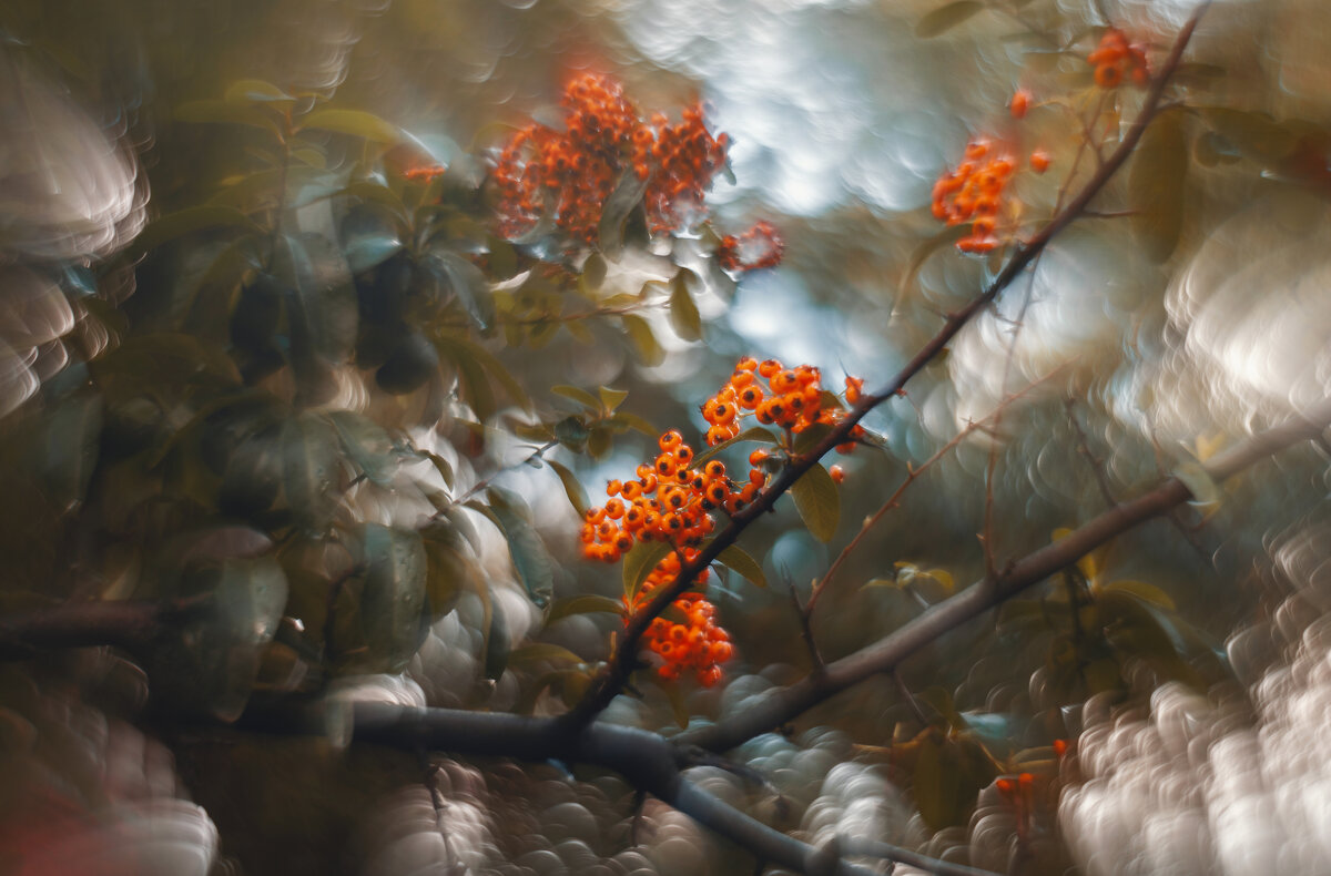 Ягоды осеннего царства. - Анатолий Щербак