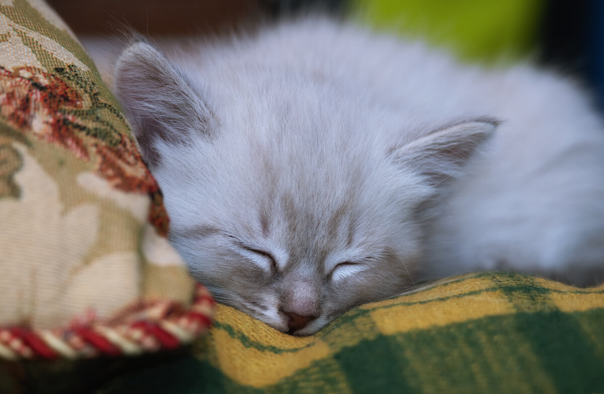 НОВЫЙ ЧЛЕН СЕМЬИ - Володька Завитушкин