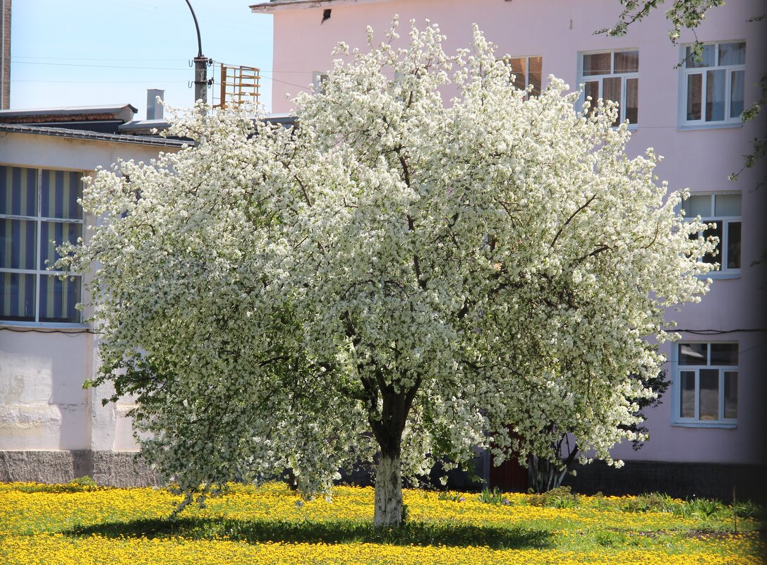Мой город. - Венера Чуйкова Мой город. - Венера Чуйкова