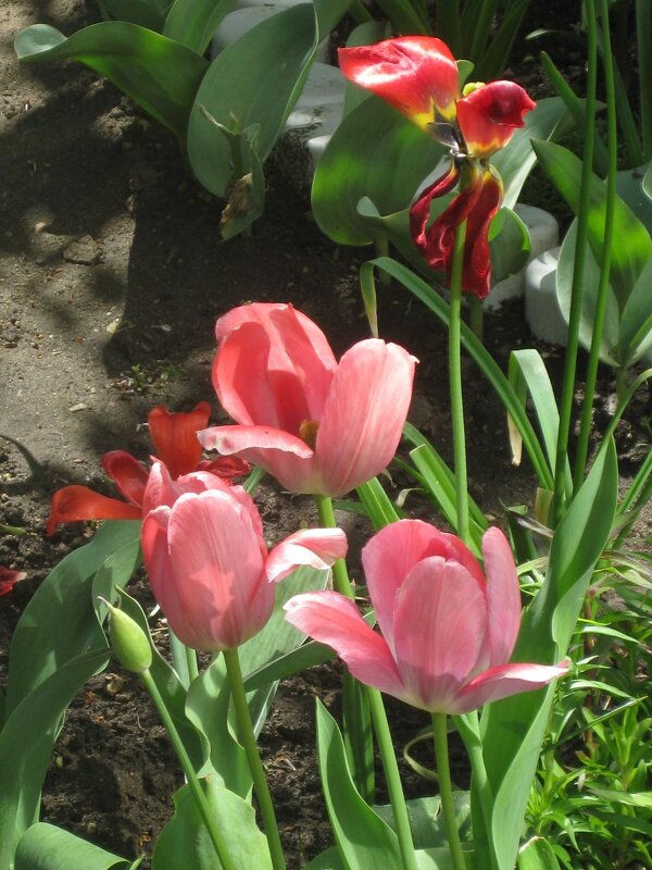 Тюльпаны - Дмитрий Никитин