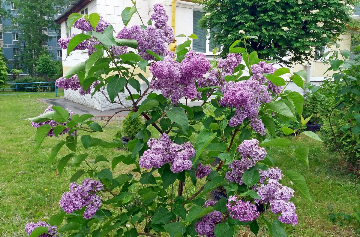 18 мая - Международный день сирени - Galina Solovova 18 мая - Международный день сирени - Galina Solovova