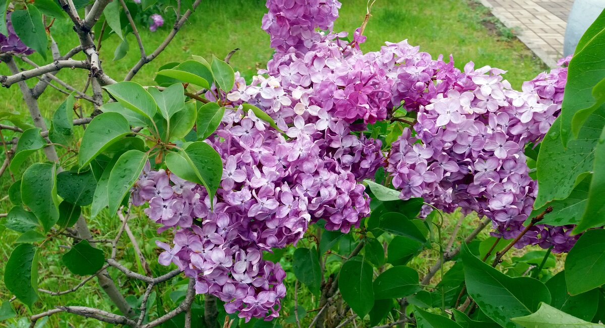 Ветка сирени - Galina Solovova Ветка сирени - Galina Solovova