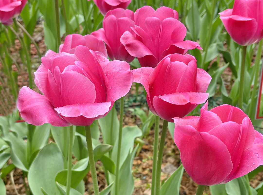 Тюльпаны мая. - Ирина Тюльпаны мая. - Ирина