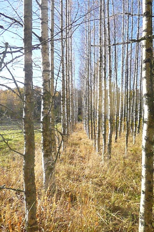 Берёзовая аллейка - Надежда 