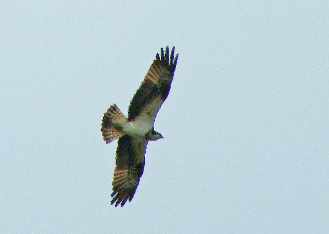 скопа - gawrilа - dan скопа - gawrilа - dan