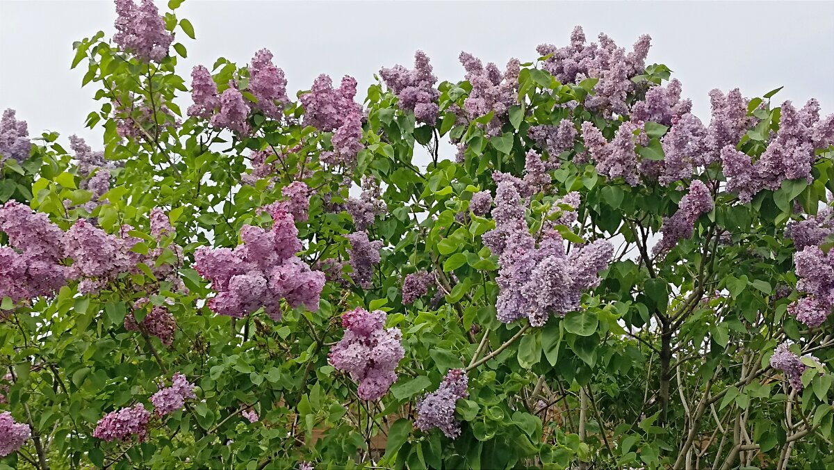 Сирень на ВДНХ - Татьяна Тюменка Сирень на ВДНХ - Татьяна Тюменка