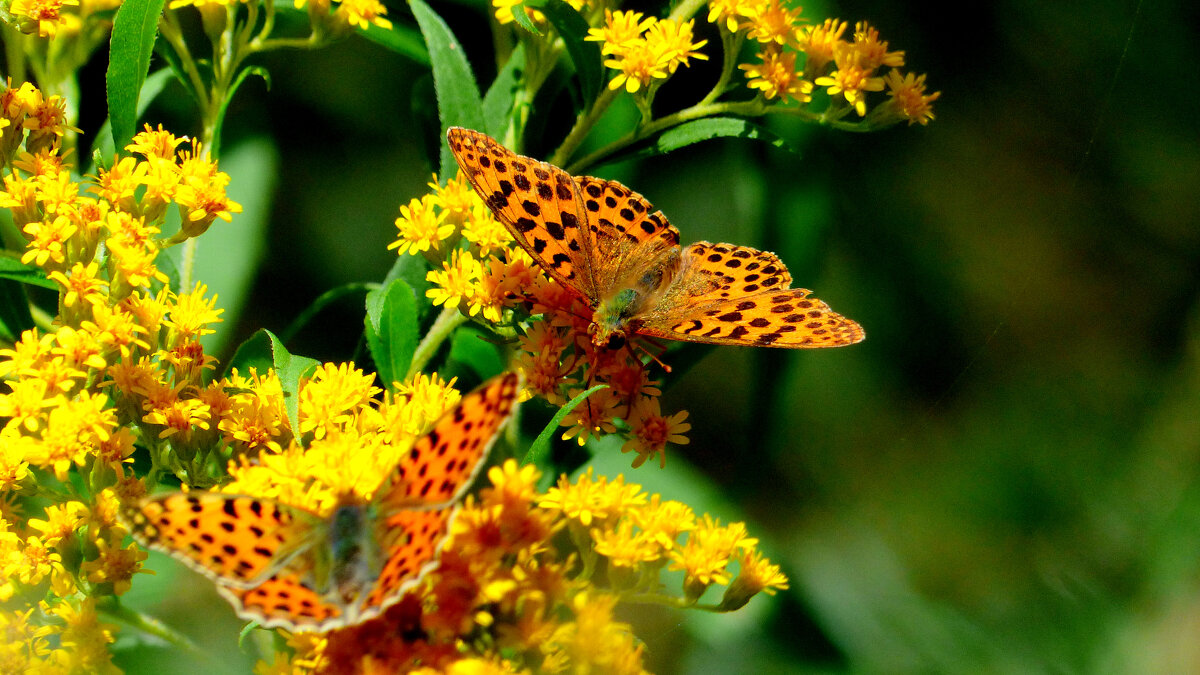 опять про бабочек 3 - Александр Прокудин опять про бабочек 3 - Александр Прокудин