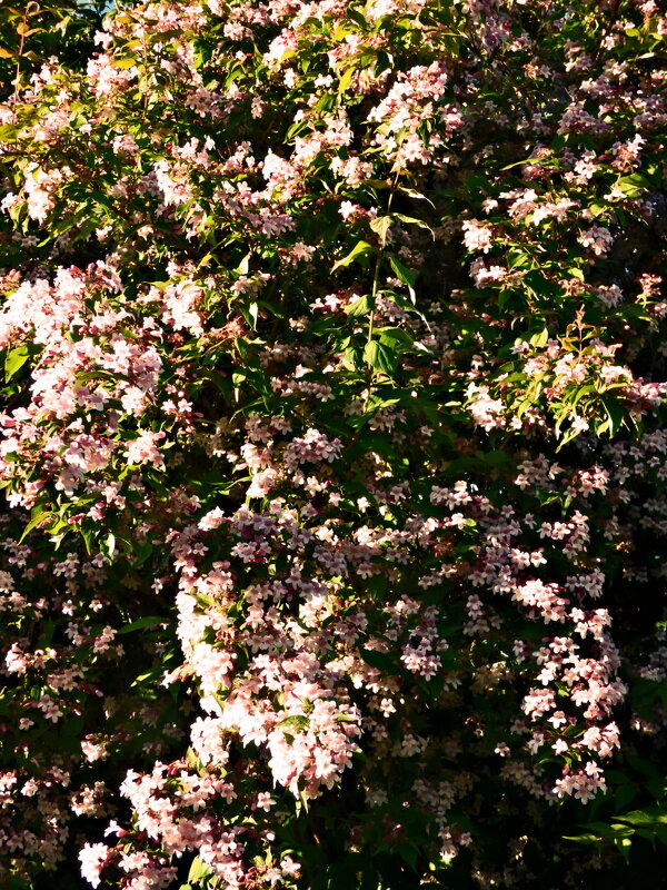 Весенние зарисовки 144 - Алексей Кузнецов