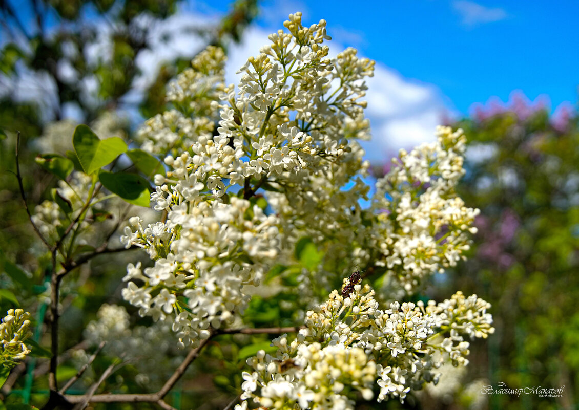 "Сирень на даче. День сирени"© - Владимир Макаров