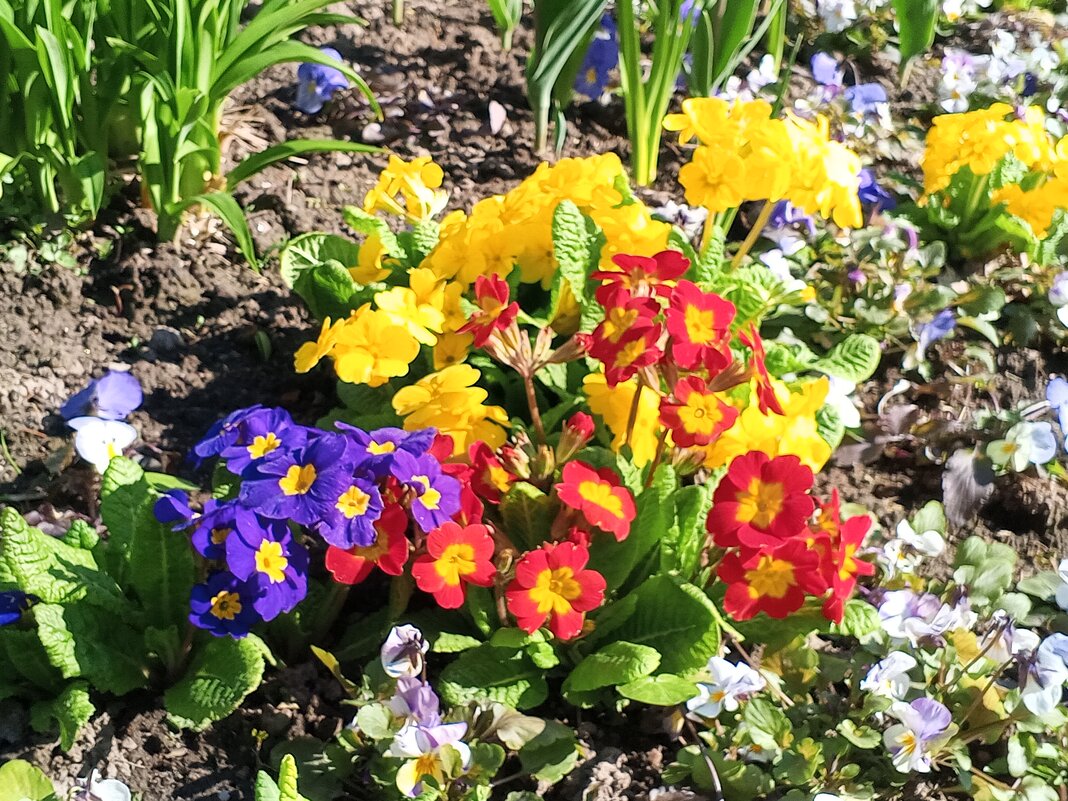 Примулы - Сапсан 