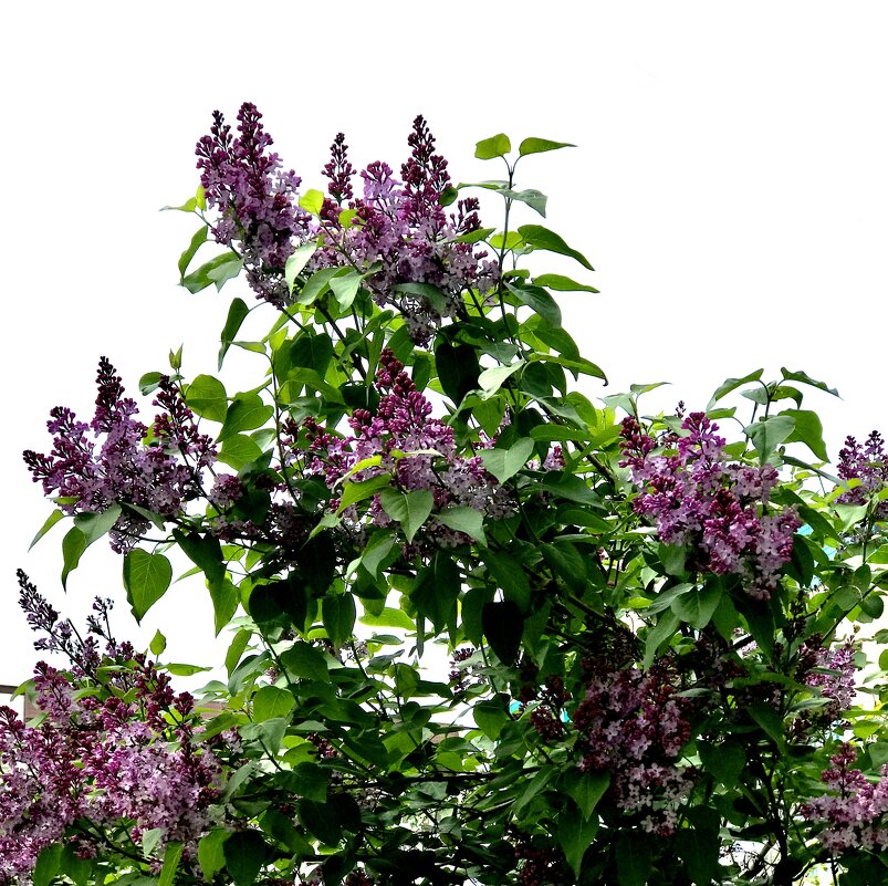 Сиреневый май 25г - Любовь 