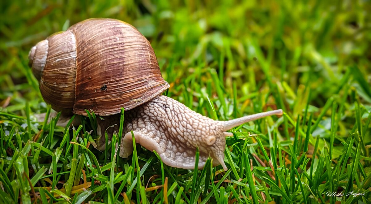 Виноградная улитка - Андрей Шейко