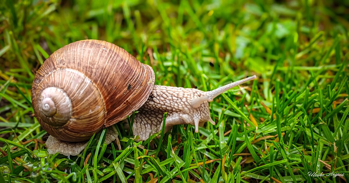 Виноградная улитка - Андрей Шейко Виноградная улитка - Андрей Шейко