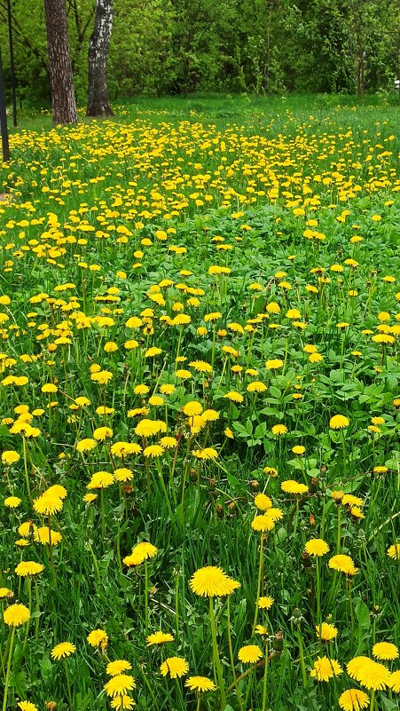 Парад одуванчиков - veilins veilins