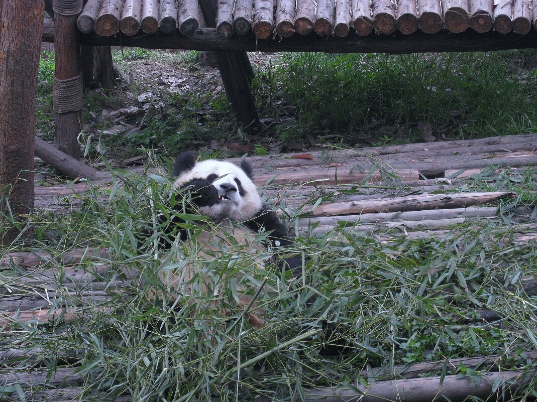 Мишка бамбучок грызёт... - unix (Илья Утропов)