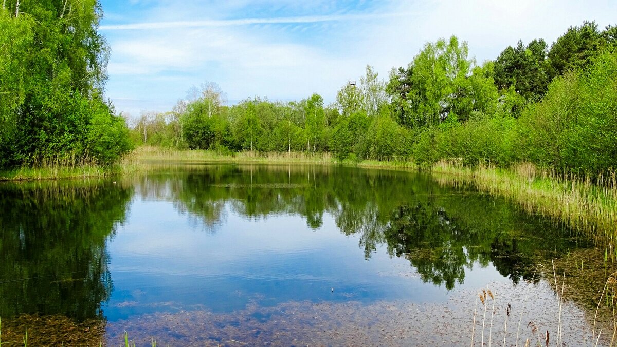 Уголок смоленской природы. - Милешкин Владимир Алексеевич 