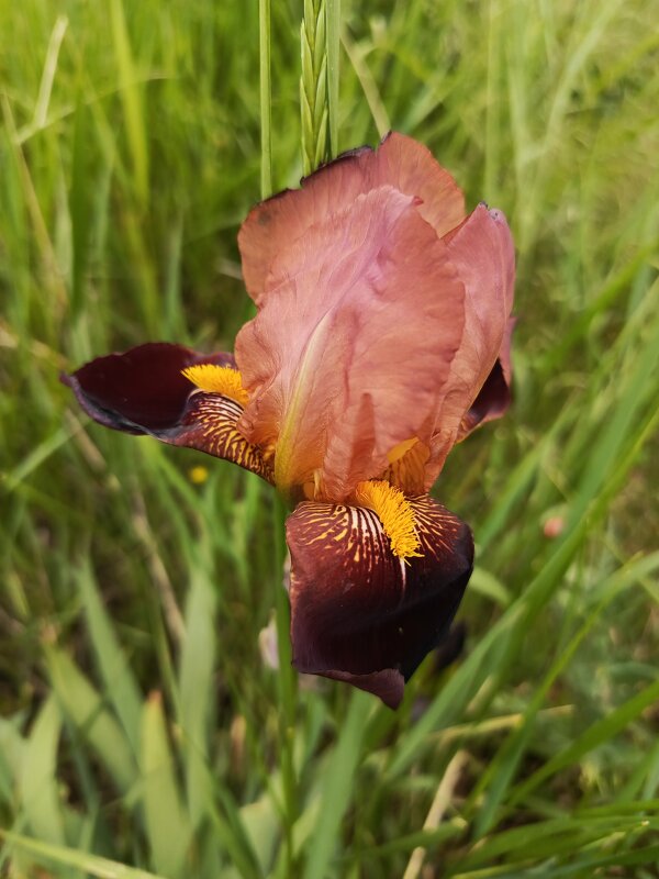 Ирис - Татьяна Пальчикова Ирис - Татьяна Пальчикова