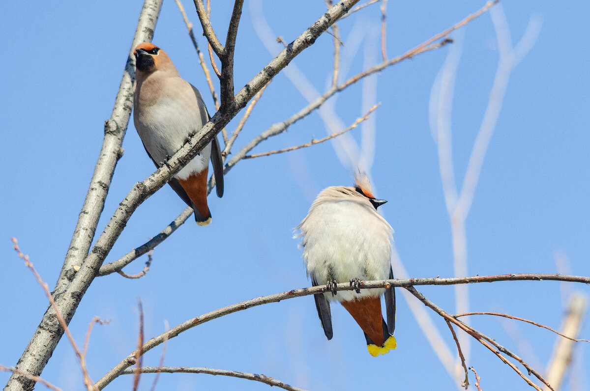 Свиристели. - Виктор Иванович Чернюк Свиристели. - Виктор Иванович Чернюк