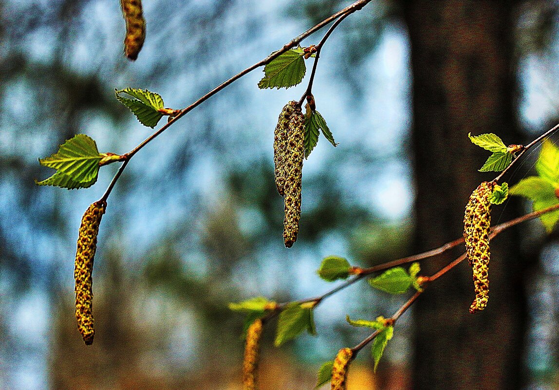 Май...Березовые сережки! - Владимир 