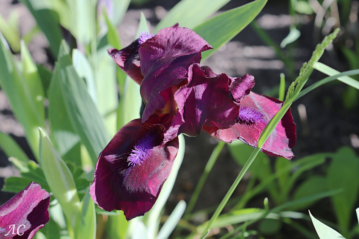 Ирис - Любовь Сахарова