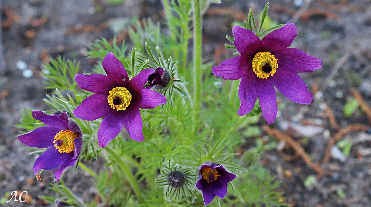 Пульсатилла обыкновенная - Любовь Сахарова