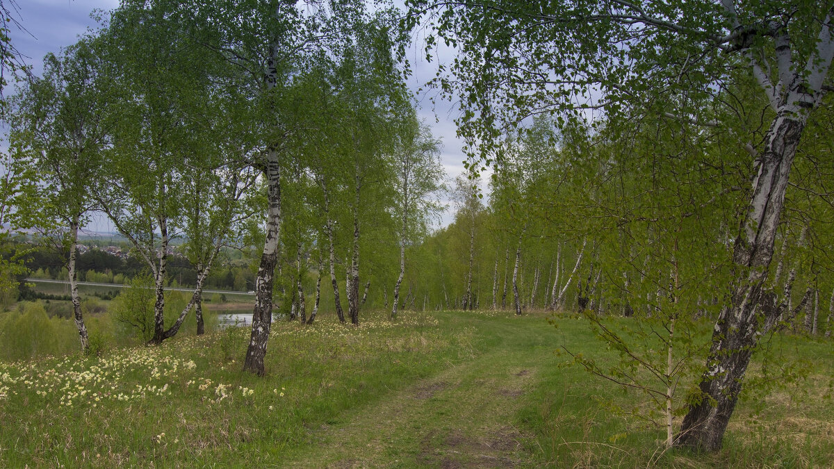 В краю берёзовом,где пахнет росами - Владимир Кириченко