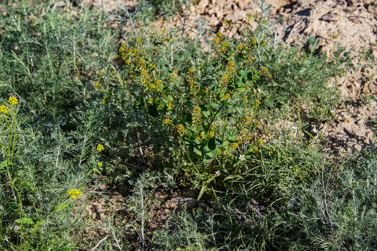 В степи Мангышлака - Анатолий Чикчирный
