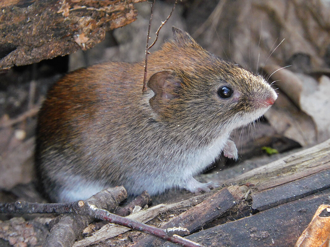 Рыжая полёвка - Лина 