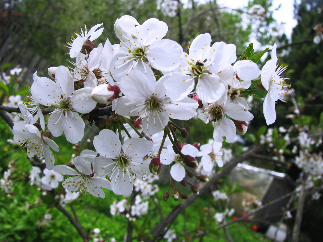 Вишня цветёт - Людмила Смородинская Вишня цветёт - Людмила Смородинская
