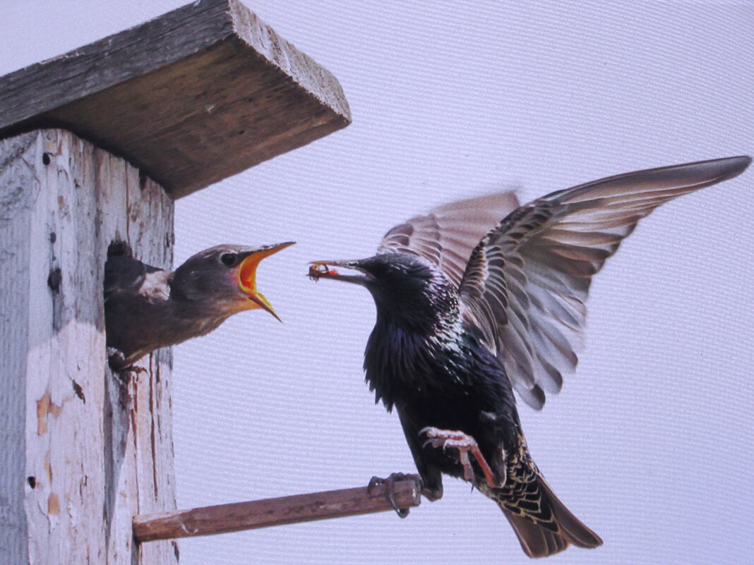 Так хочется есть - Людмила Смородинская Так хочется есть - Людмила Смородинская